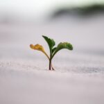 Convierte tu empresa en un referente verde: Obtén la certificación ISO 14001