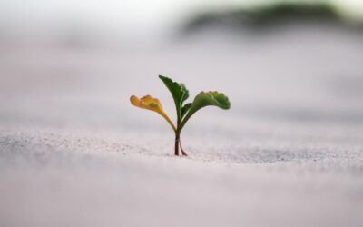 Convierte tu empresa en un referente verde: Obtén la certificación ISO 14001