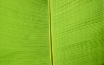 Cómo la certificación Made in Green de OEKO-TEX está cambiando el panorama de la producción textil